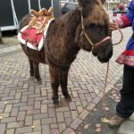 Ezel uit onze levende kerststal