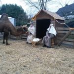 Echte kameel bij de levende kerststal